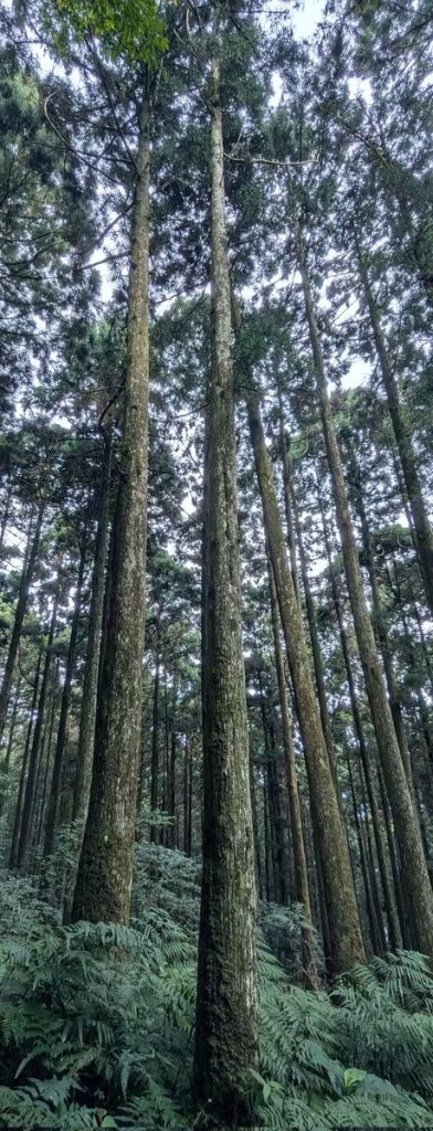 （報名期已結束）日本｜戀上春樹：里山生態保育｜3月