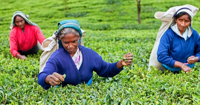 斯里蘭卡｜鋤頭妙生花｜3-5月